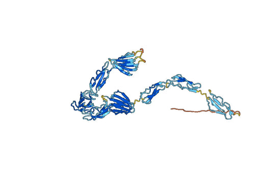 Human SEZ6 recombinant protein