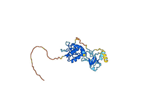 Human SFRP2 recombinant protein