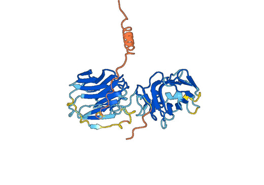 Human SHBG recombinant protein