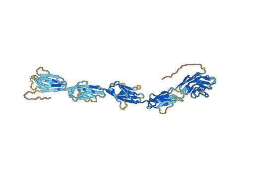 Human SIGLEC10 recombinant protein