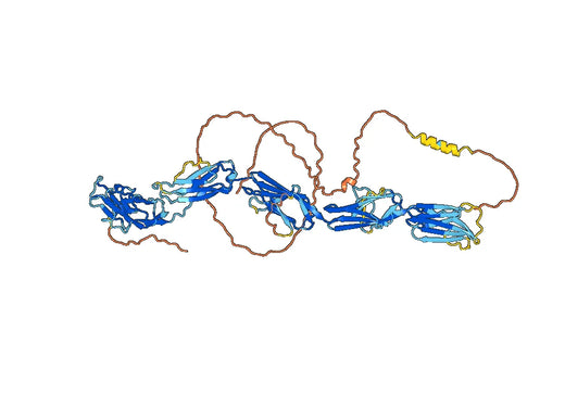 Human SIGLEC10/SLG2 Monoclonal Antibody