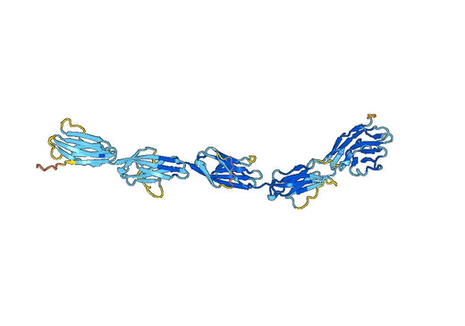 Human SIGLEC11 recombinant protein