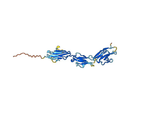 Human SIGLEC14 recombinant protein