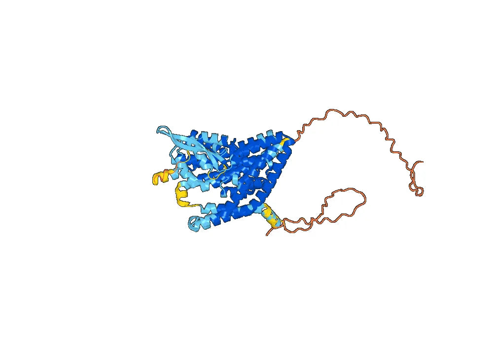 Human SLC1A5 Monoclonal Antibody
