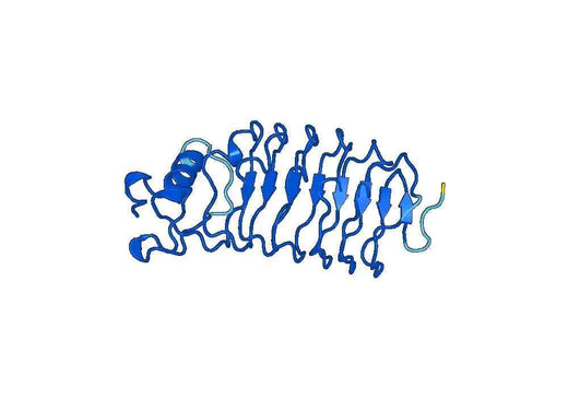 Human SLIT2 recombinant protein
