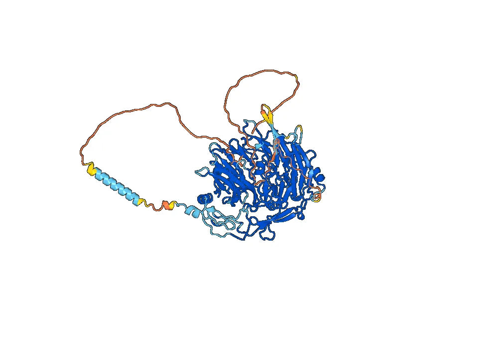 Human SORT1/Gp95/Sortilin Monoclonal Antibody