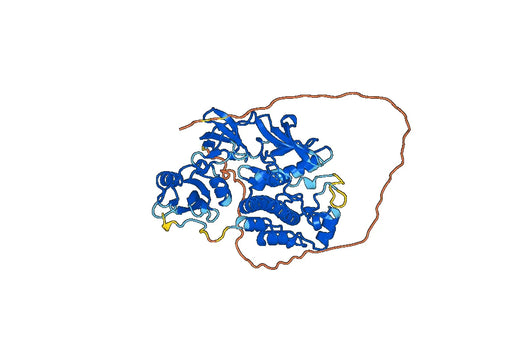 Human SRC Recombinant Protein
