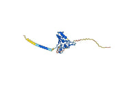 Human TACSTD2/TROP2 Monoclonal Antibody