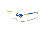 Human TIGIT Monoclonal Antibody