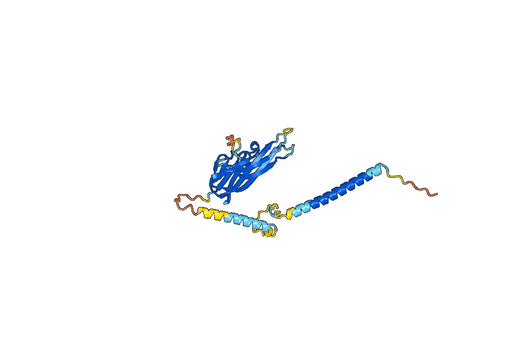 Human TNFSF10 Recombinant Protein