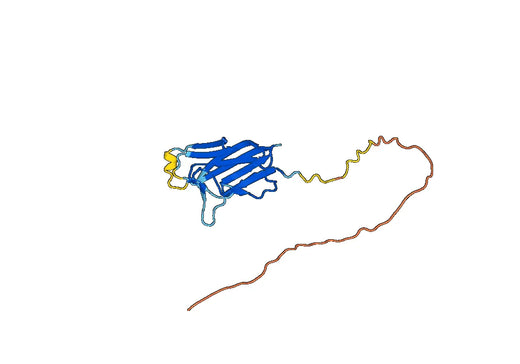 Human TNFSF12 recombinant protein
