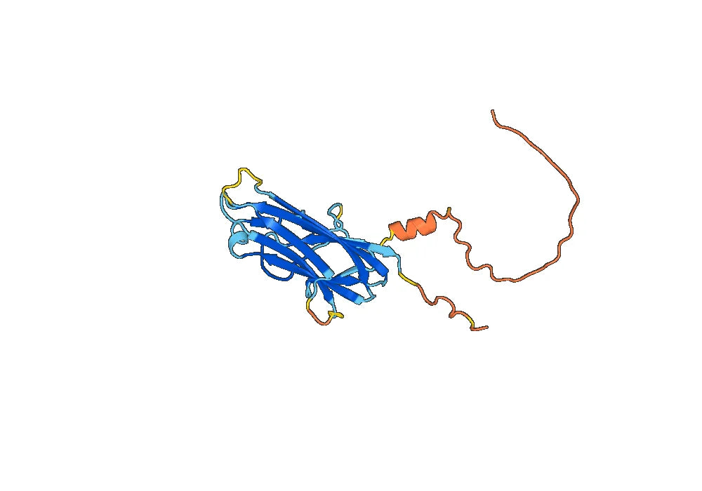 Human TNFSF9 recombinant protein