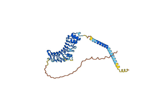 Human TPBG/5T4 Monoclonal Antibody