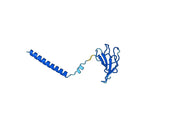 Human TRAC Monoclonal Antibody
