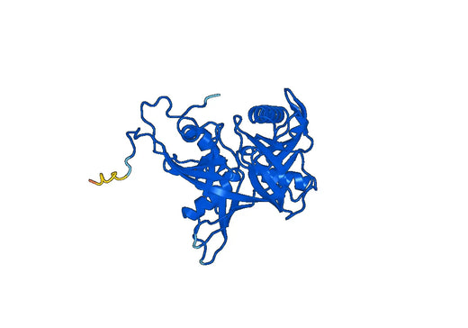Human Trans-3-hydroxy-L-proline dehydratase Recombinant Protein