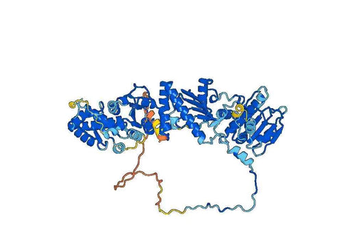 Human TRAP1 Recombinant Protein