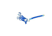 Human TRBC1 Monoclonal Antibody