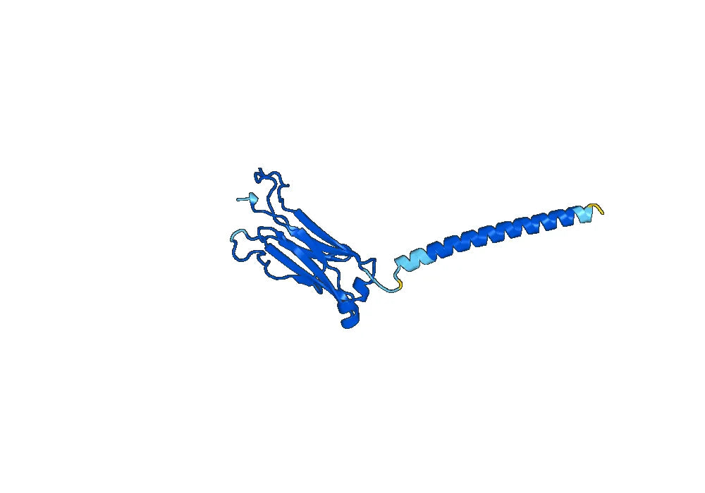 Human TRBC1 Monoclonal Antibody