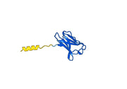 Human TRDV1/TCR VD 1 Monoclonal Antibody