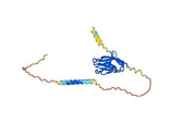 Human TREM2 Monoclonal Antibody