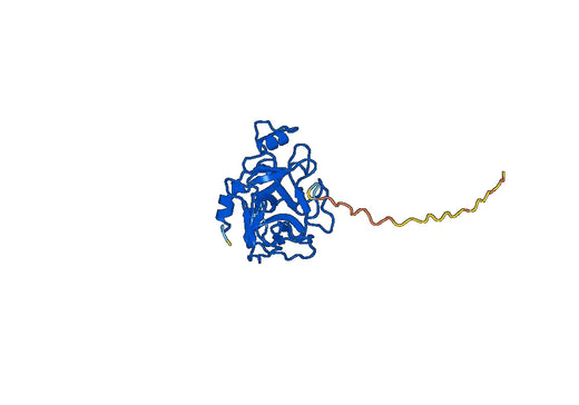 Human Tryptase alpha, beta-1(TPSAB1) Recombinant Protein