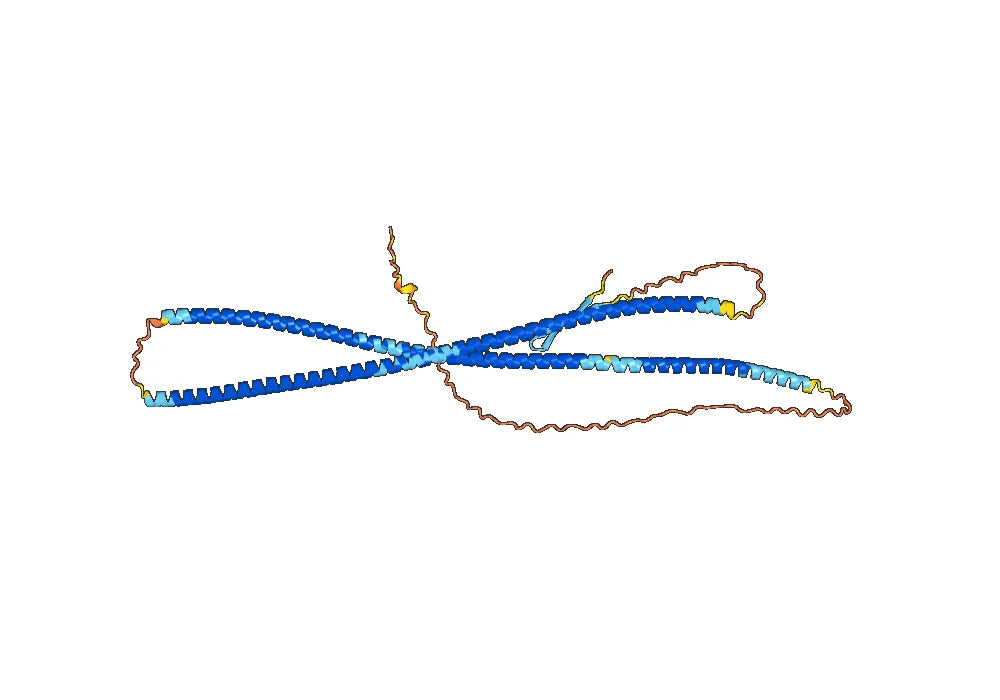 Human VIM/Vimentin (VB6) Monoclonal Antibody