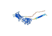 Human VTCN1/B7-H4 Monoclonal Antibody