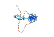 Human VWF Monoclonal Antibody