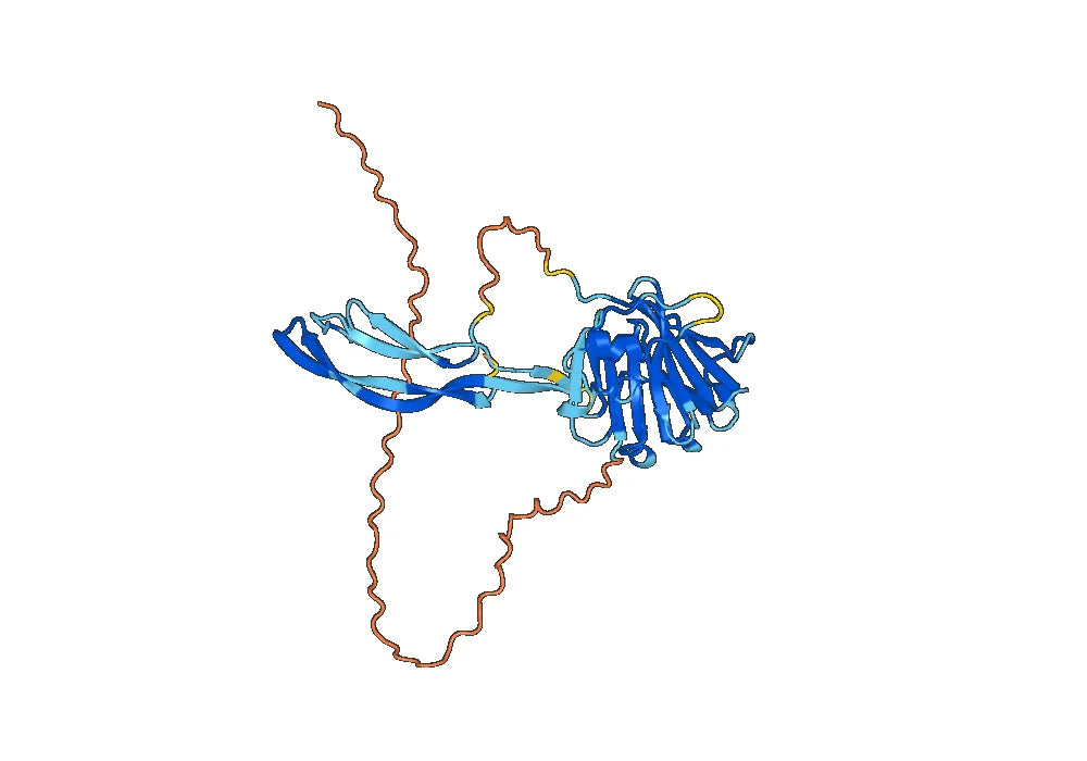 Human VWF Monoclonal Antibody