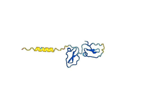Human WAP four-disulfide core domain protein 2(HE4) Recombinant Protein