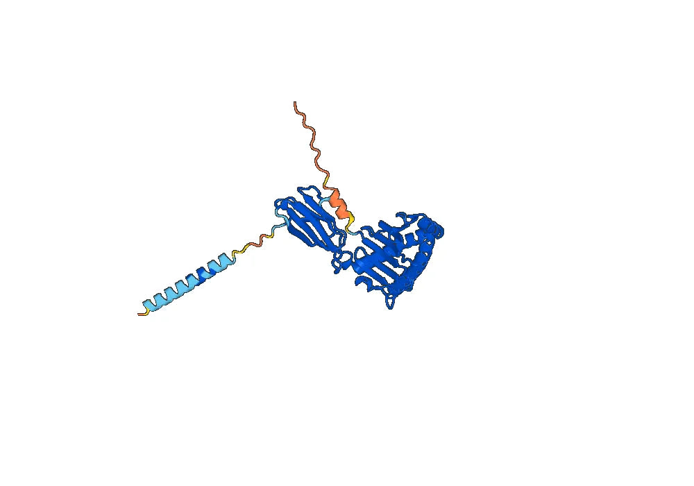 Humanized HLA-G-0104 Biosimilar - Anti-HLA-G mAb - Research Grade