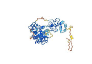 Ichorcumab Biosimilar - Anti-F2 mAb - Research Grade