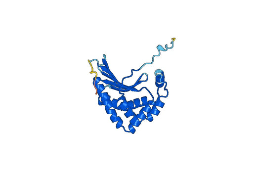 IDE, N-His, recombinant protein