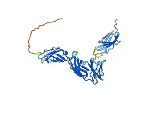 IFNAR1, C-His, recombinant protein