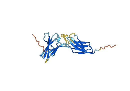 IFNAR2, N-His, recombinant protein