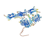 IGF1R recombinant protein