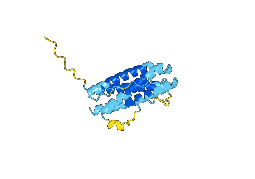 IL11, N-His, recombinant protein