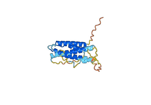 IL12A / IL-12 p35 / NKSF1, C-Strep, recombinant protein