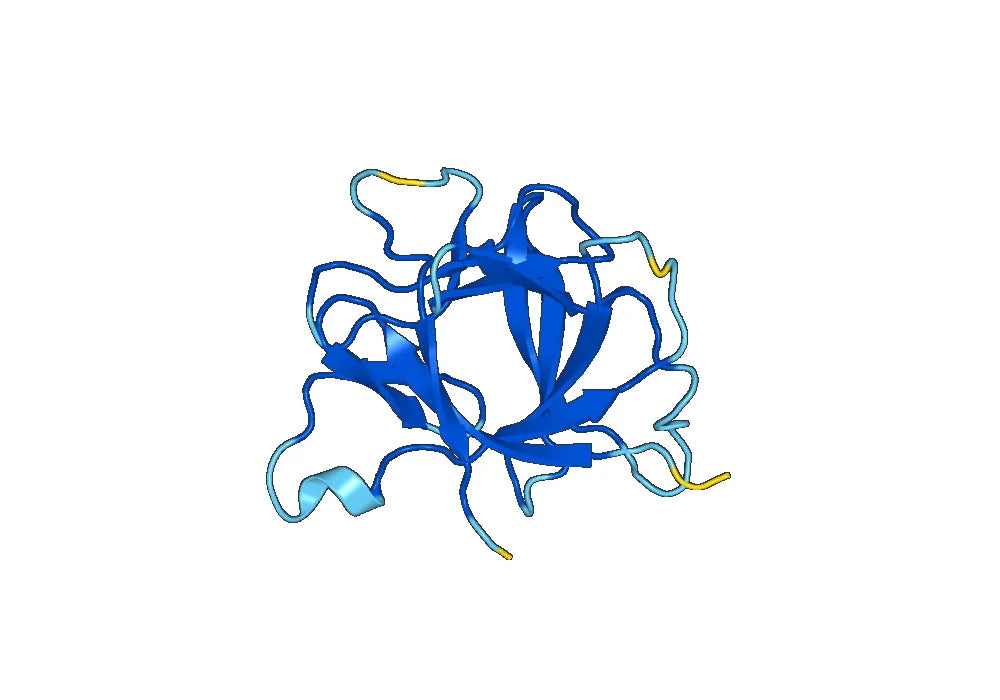 IL1B / IL1F2, C-His, recombinant protein