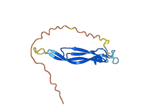IL25 / IL17E, N-His, recombinant protein