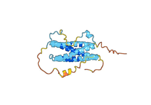 IL27A / IL30, N-His, recombinant protein