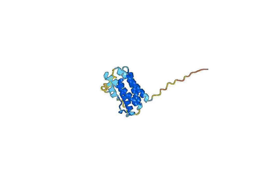 IL6, C-His &amp & Avi tag, recombinant protein