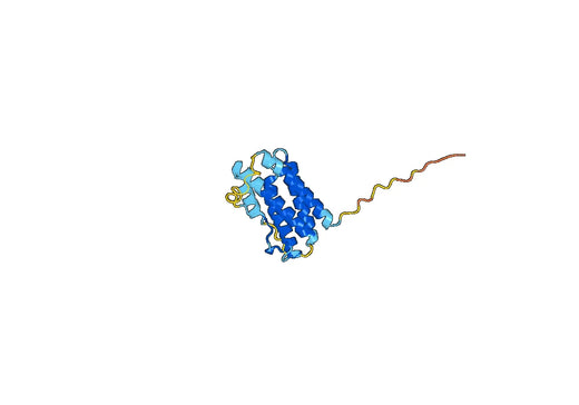 IL6, N-His, recombinant protein