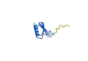 IL8/CXCL8, C-His, recombinant protein
