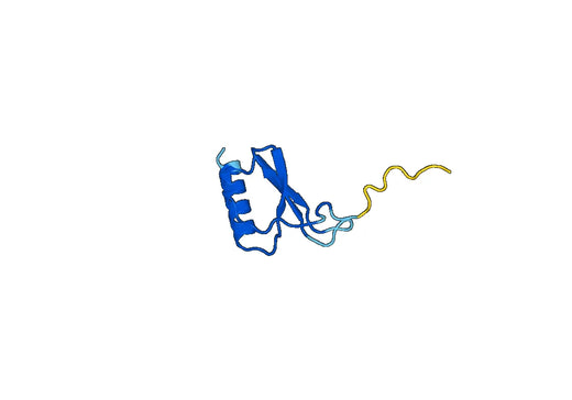 IL8 / CXCL8, N-His, recombinant protein