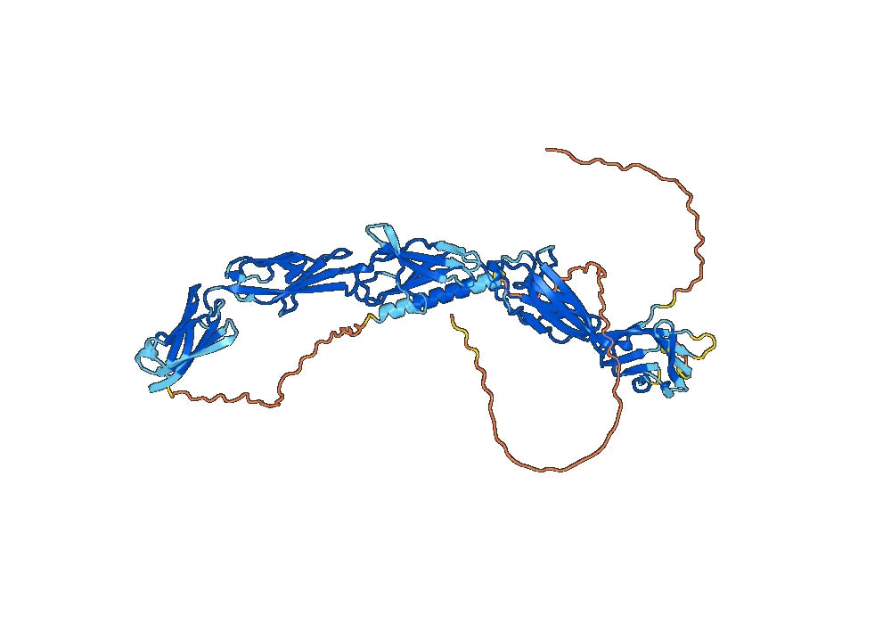 Imaprelimab Biosimilar - Anti-MCAM mAb - Research Grade