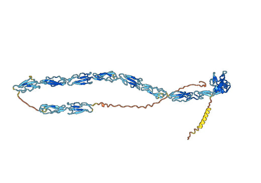 Inclacumab ELISA Kit