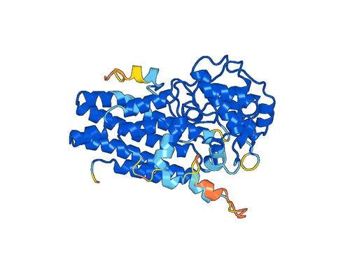 Indoleamine 2,3-dioxygenase 1(IDO1)
