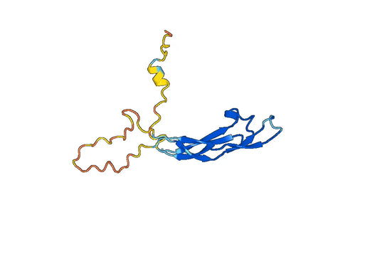 INHA, N-His, recombinant protein