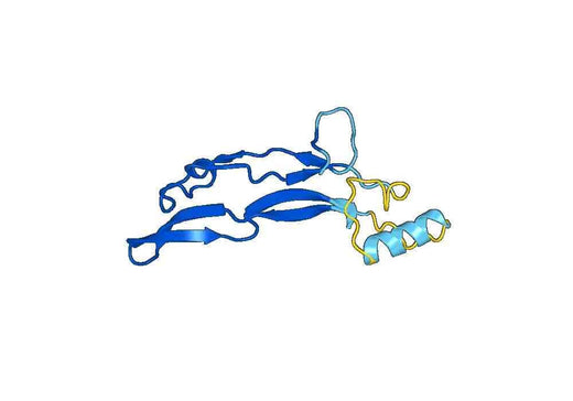 INHBB, N-His, recombinant protein